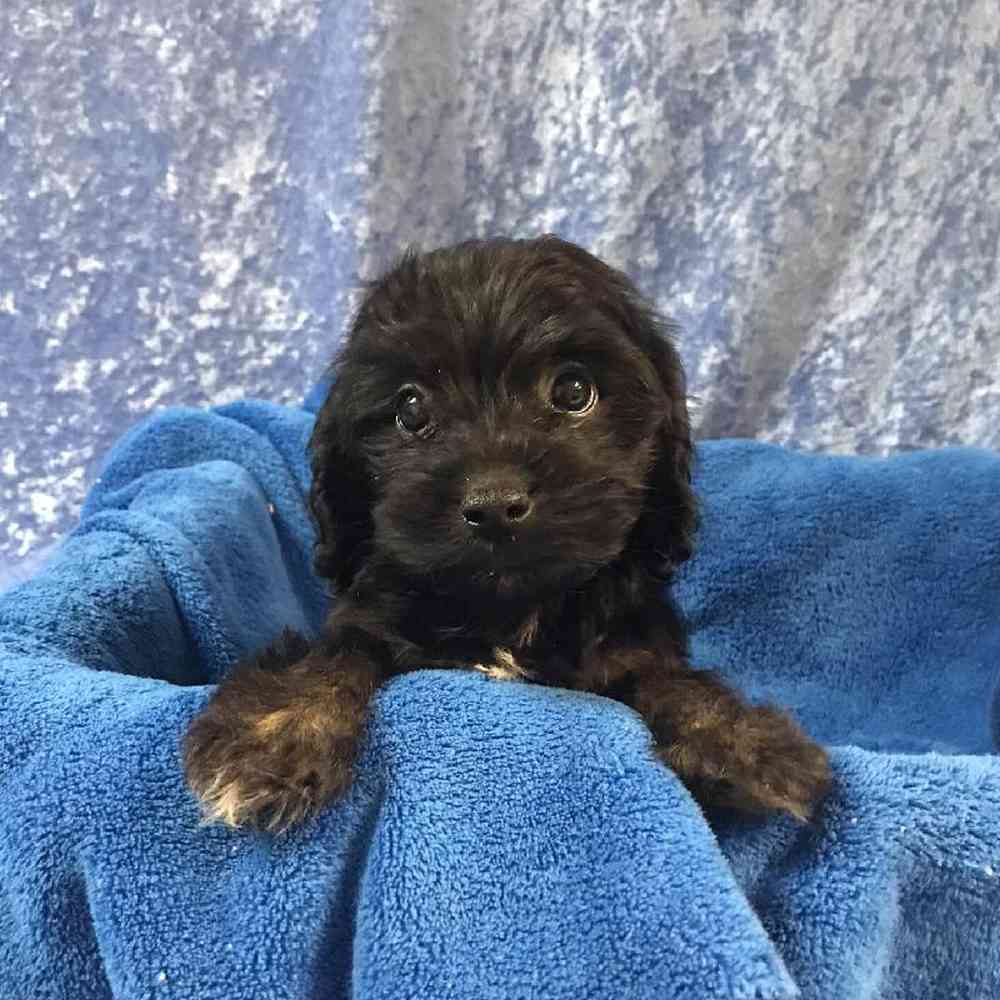 Male Dachshund/Poodle Puppy for Sale in OMAHA, NE