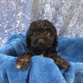 Dachshund/Poodle