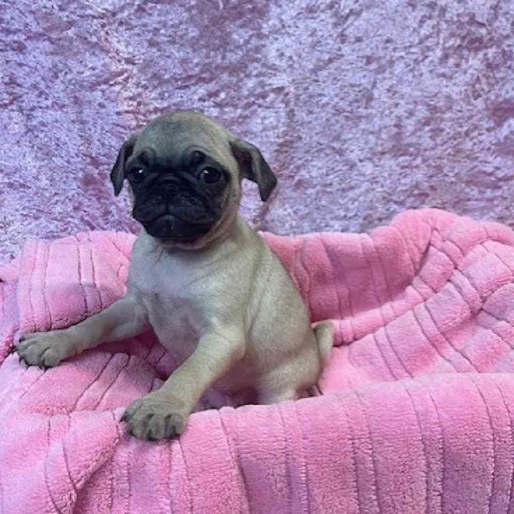 Pink pug best sale puppies for sale