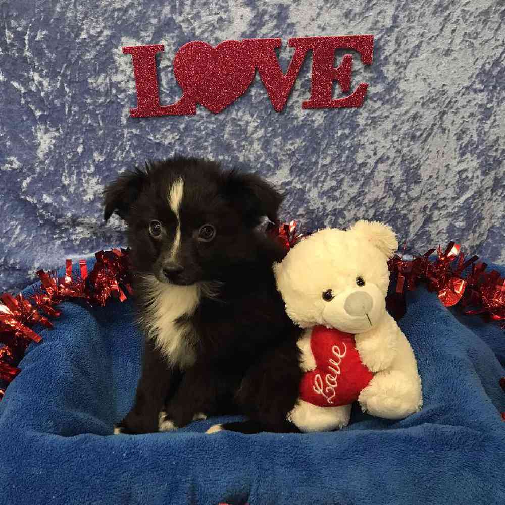 Male Miniature Australian Shepherd Puppy for Sale in OMAHA, NE