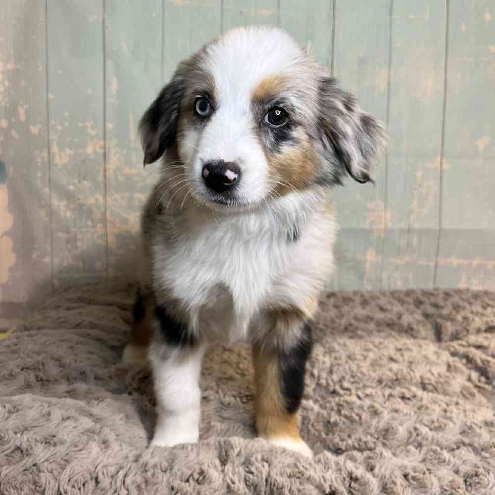 carousel pet images