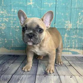 French Bulldog