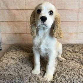 Cocker Spaniel/Cavalier King Charles