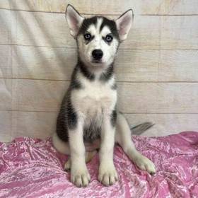 Siberian Husky