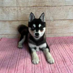 Alaskan Klee Kai