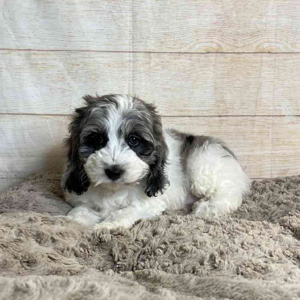 carousel pet images