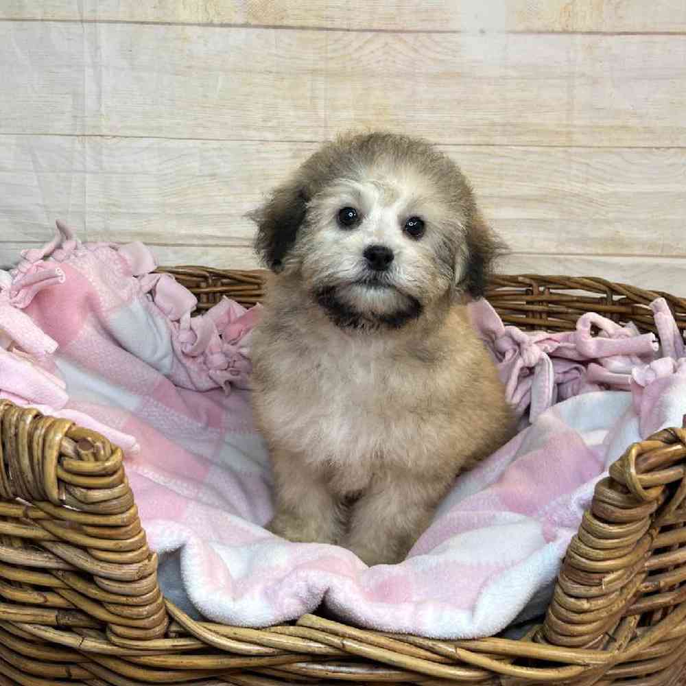 carousel pet images