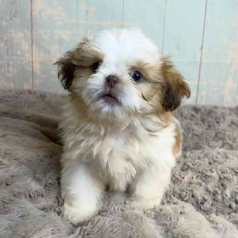 Image of a pet breed in the gallery