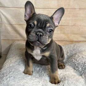 French Bulldog
