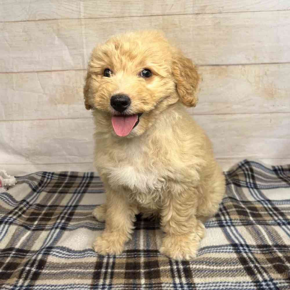 Image of a pet breed in the gallery