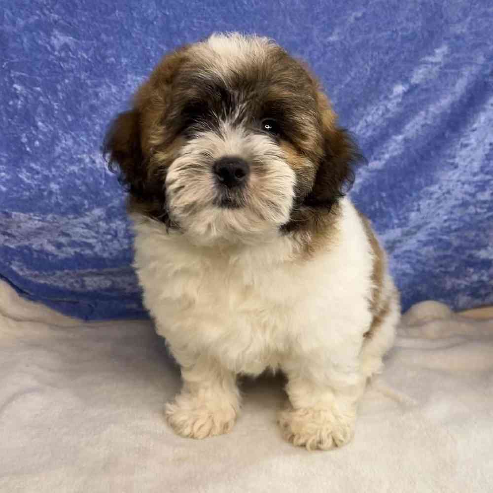 carousel pet images