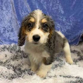 Dachshund/Poodle