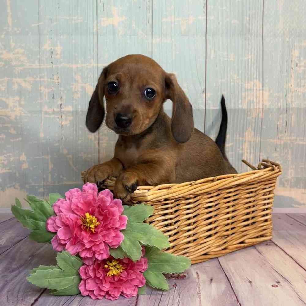 Image of a pet breed in the gallery