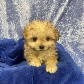 Shih Tzu/Pekingese
