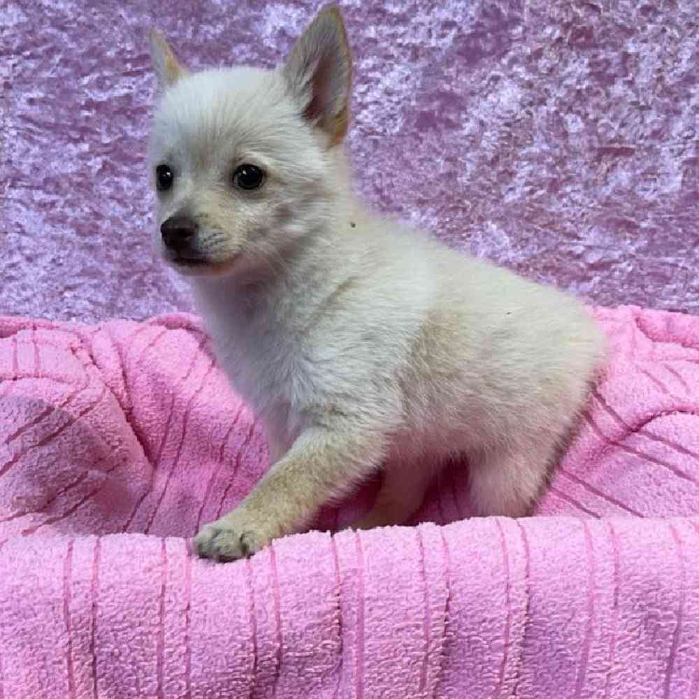 Schipperke Puppy for sale Tullys Kennels