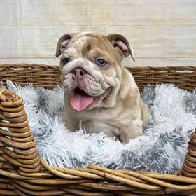 Bulldog
