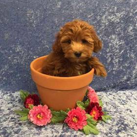 Soft Coated Wheaten Terrier/ Poodle