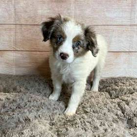 Miniature Australian Shepherd