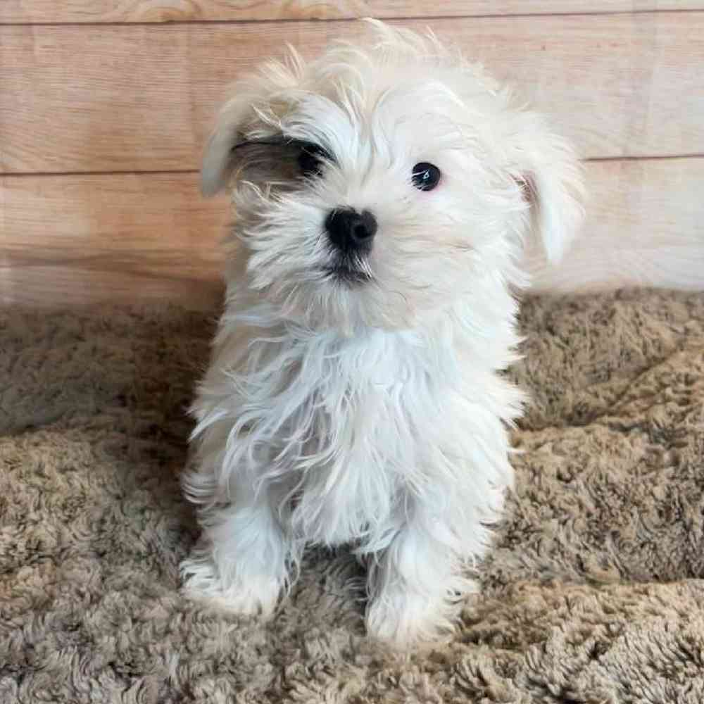 Male Yorkshire Terrier / Maltese Puppy for Sale in OMAHA, NE