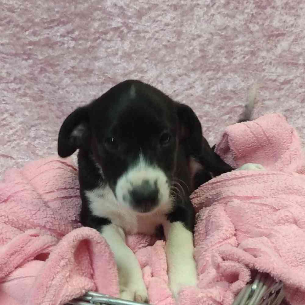 Border Collie Mix Puppies For Sale