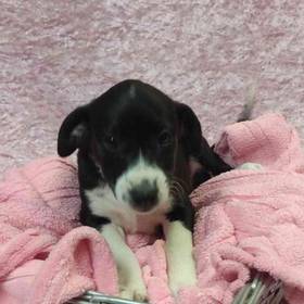 Border Collie/ Rat Terrier