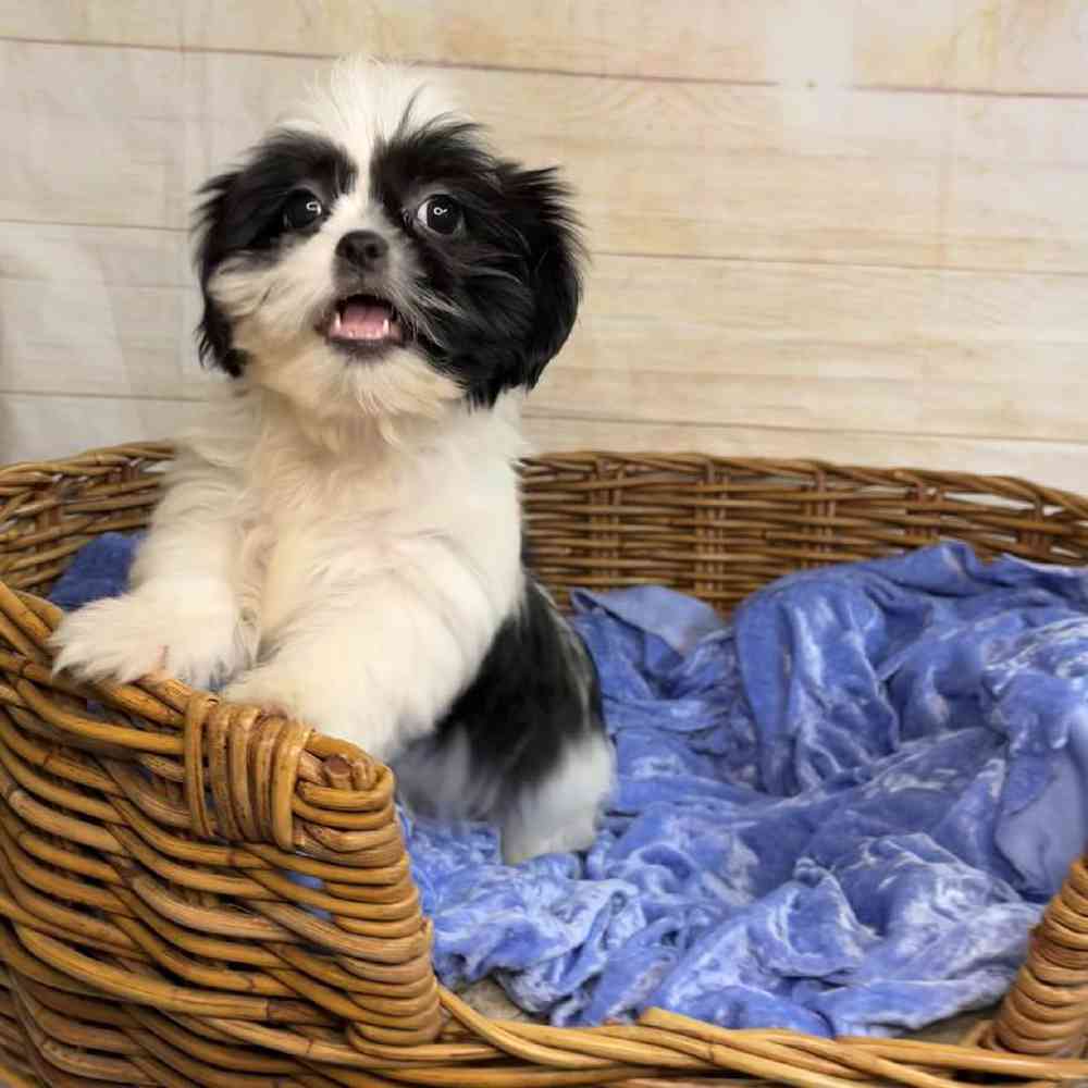 carousel pet images