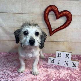 ShihTzu/Bichon Frise