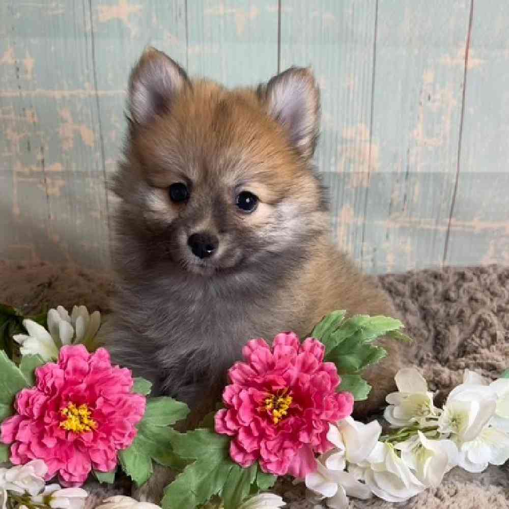 carousel pet images