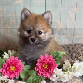 Pomeranian