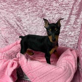 Miniature Pinscher