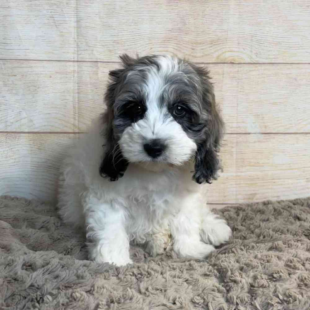 carousel pet images