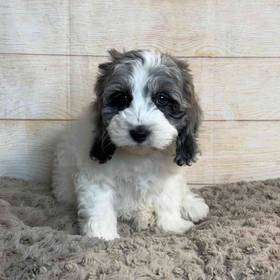 Cocker Spaniel/Poodle