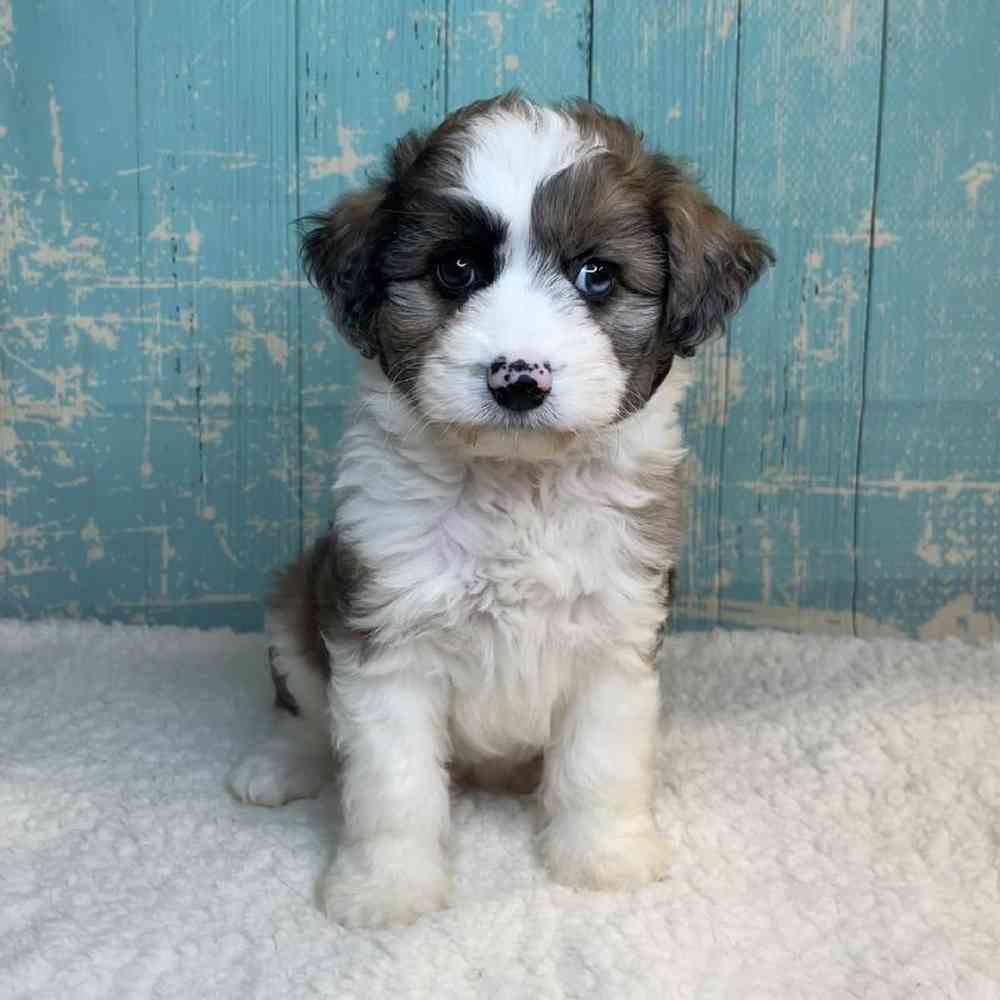 carousel pet images