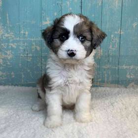 Miniature Australian Shepherd/ Poodle