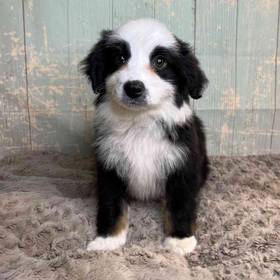 Standard/ Miniature Australian Shepherd