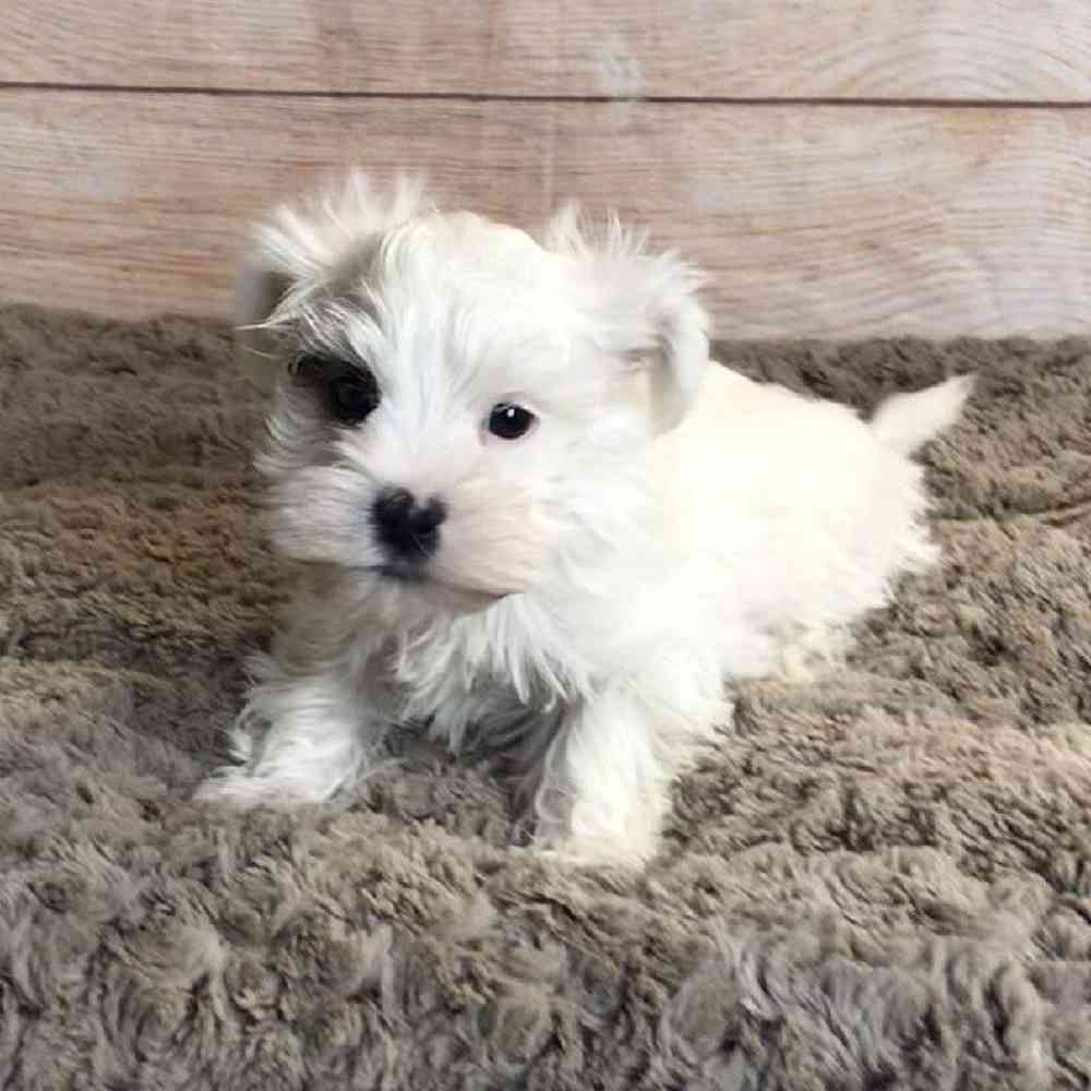 Male Yorkshire Terrier / Maltese Puppy for Sale in OMAHA, NE