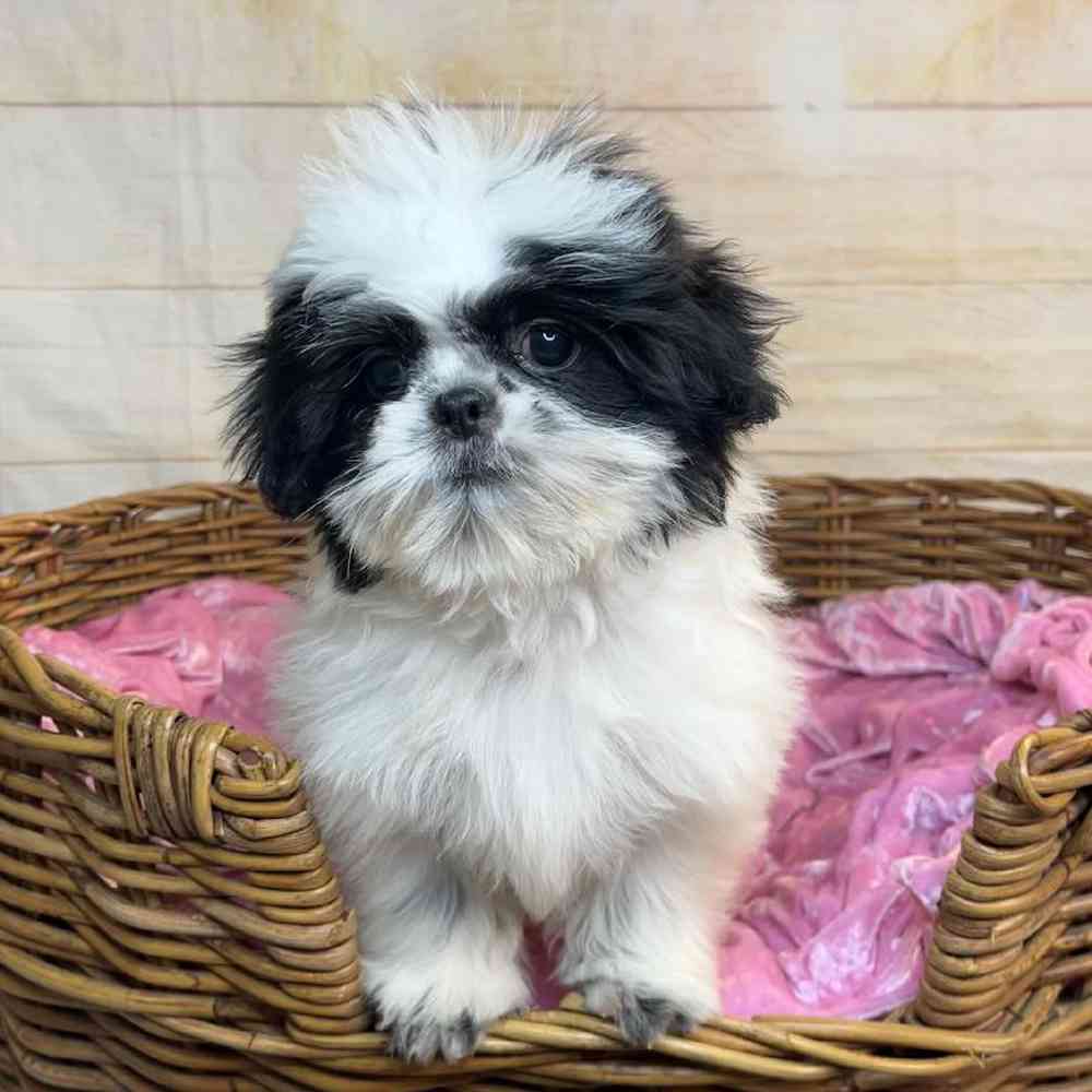 carousel pet images