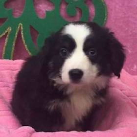 Miniature Australian Shepherd