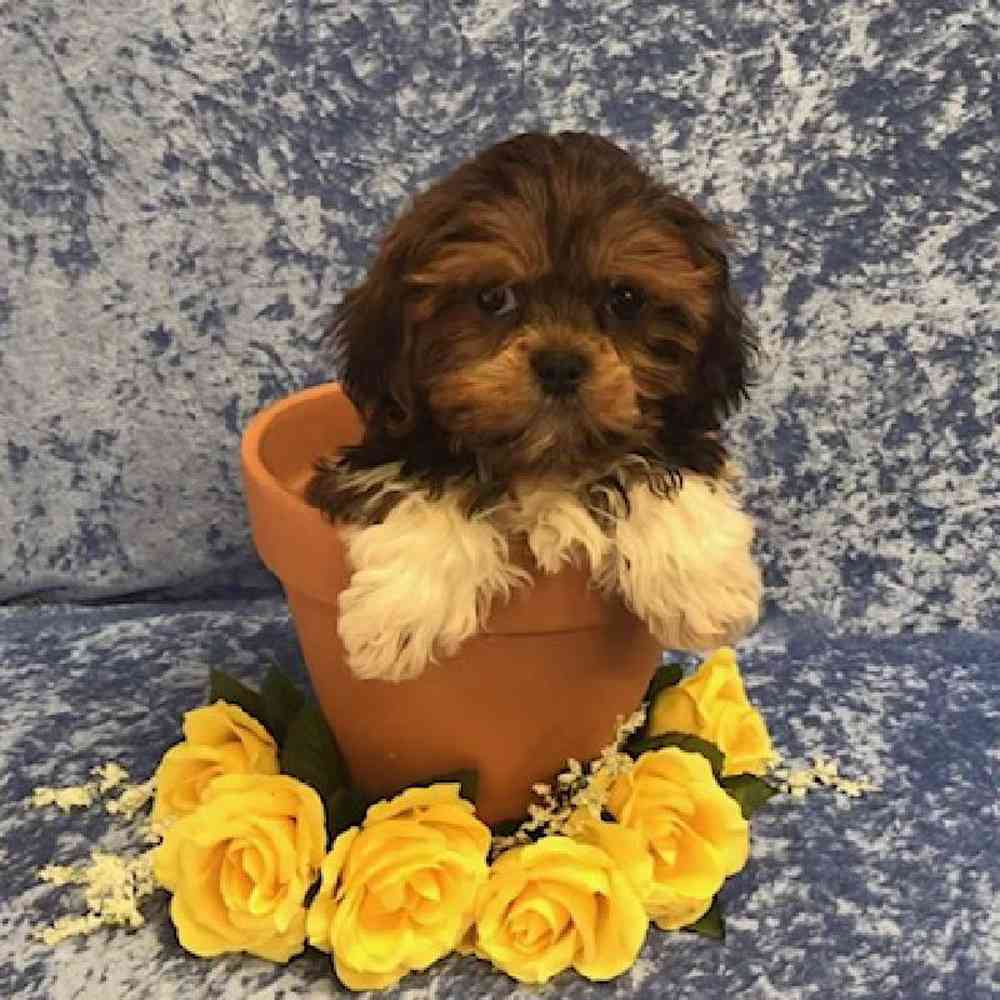Male Lhasa Apso Puppy for Sale in OMAHA, NE