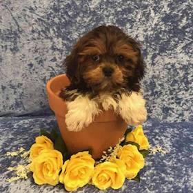 Lhasa Apso