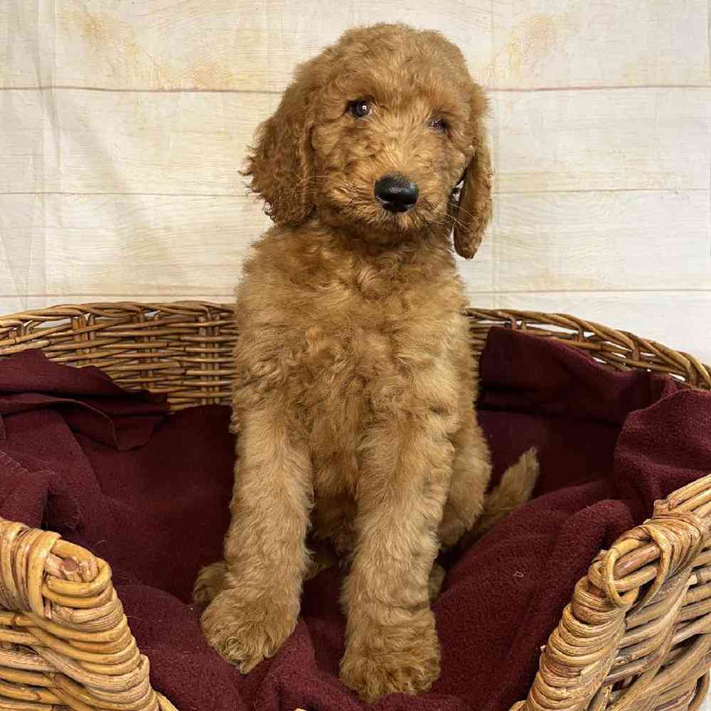 Image of a pet breed in the gallery