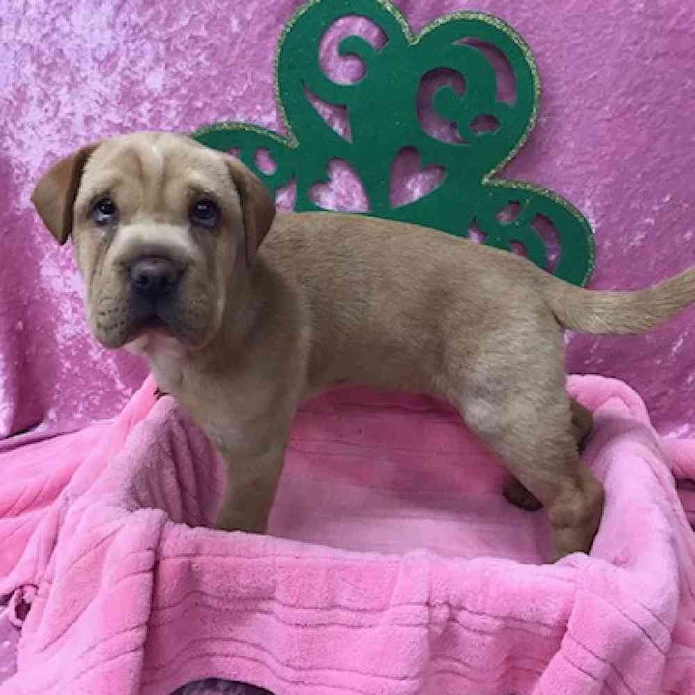 Female Cocker Spaniel/Chinese Shar Pei Puppy for Sale in OMAHA, NE