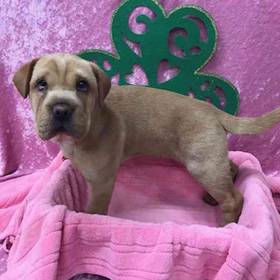 Cocker Spaniel/Chinese Shar Pei