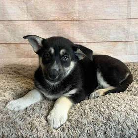 German Shepherd/ Siberian Husky