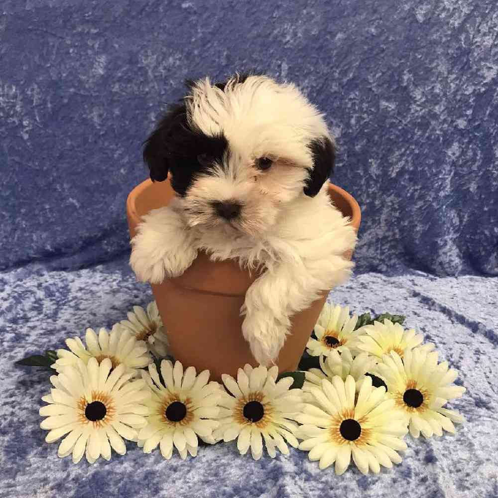 carousel pet images