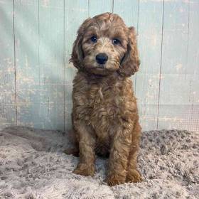 Golden Retriever/ Poodle