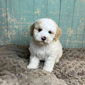 Poodle