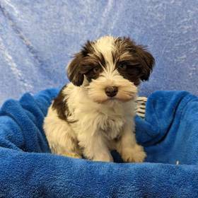 Miniature Schnauzer