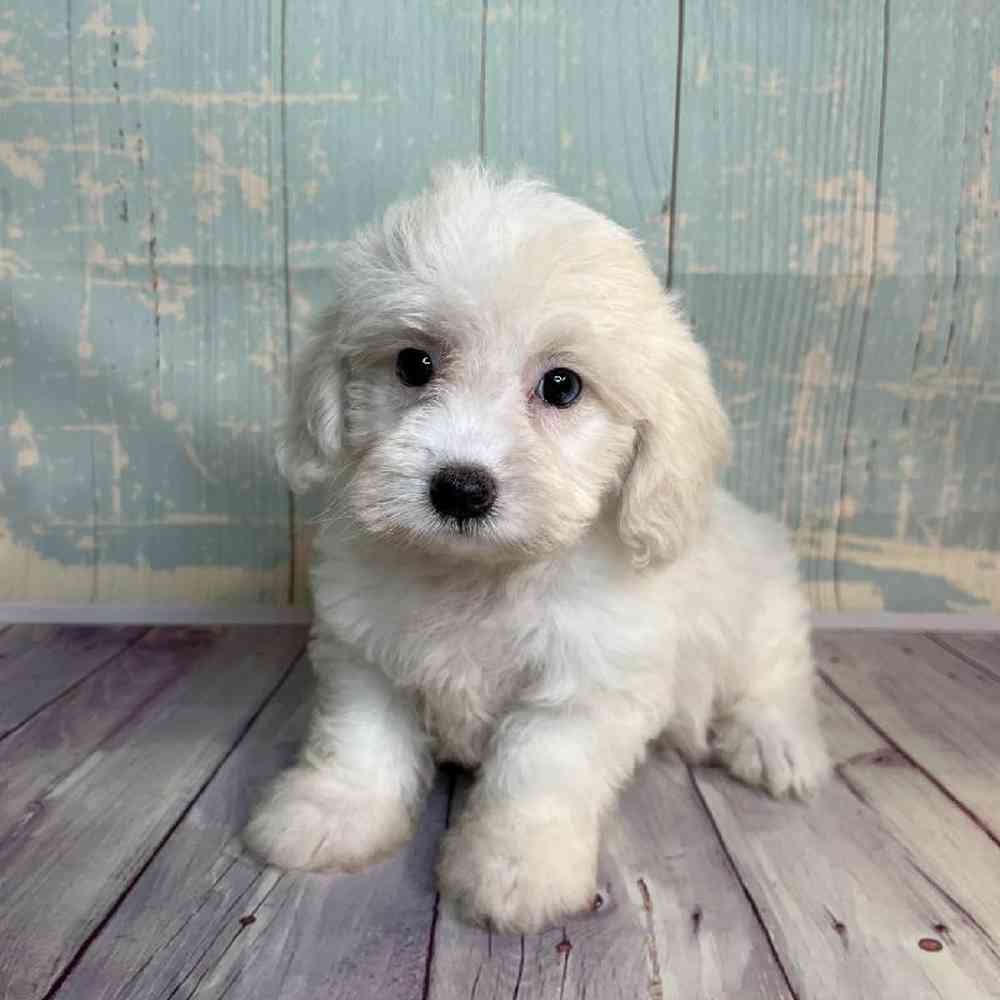 Image of a pet breed in the gallery