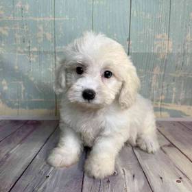 Dachshund/Poodle